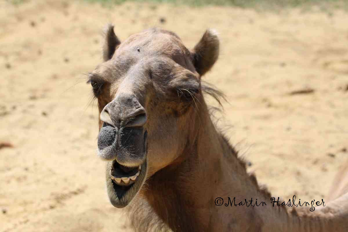 Kamel am Sandplatz