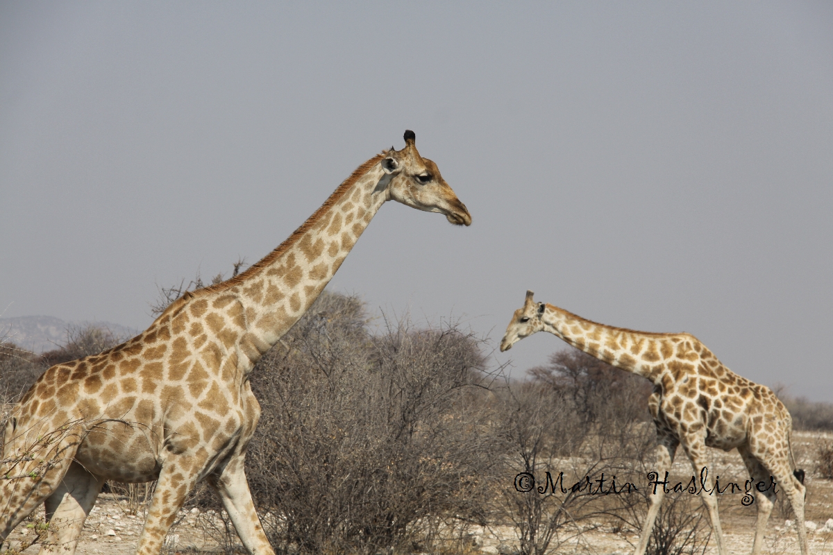 Afrika_Giraffen_in_Etoscha