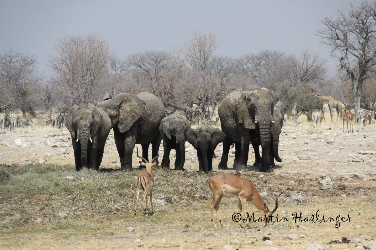 Afrika_Elefanten,_Zebras,_Giraffe_und_Impala_in_Etoscha