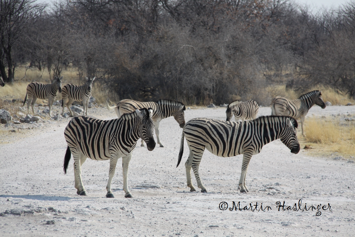 Afrika_Zebras_auf_der_Strasse_in_Etoscha