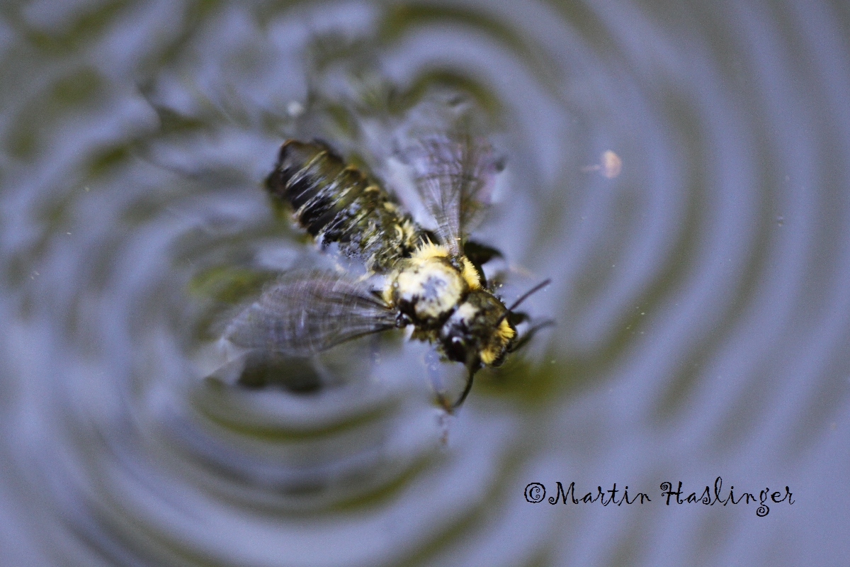 Wespe in Wassertonne